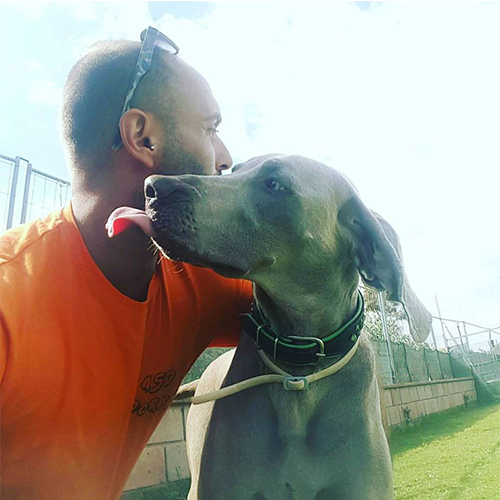 educatore cinofilo con weimaraner che gli fa la linguaccia