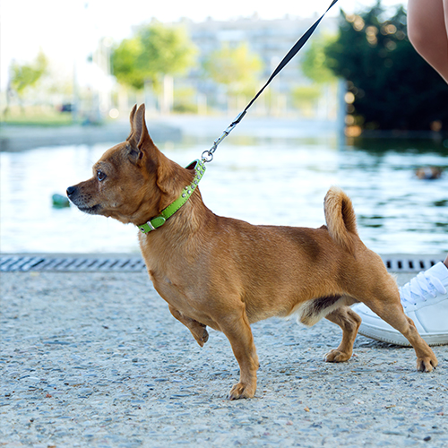 cane che tira al guinzaglio